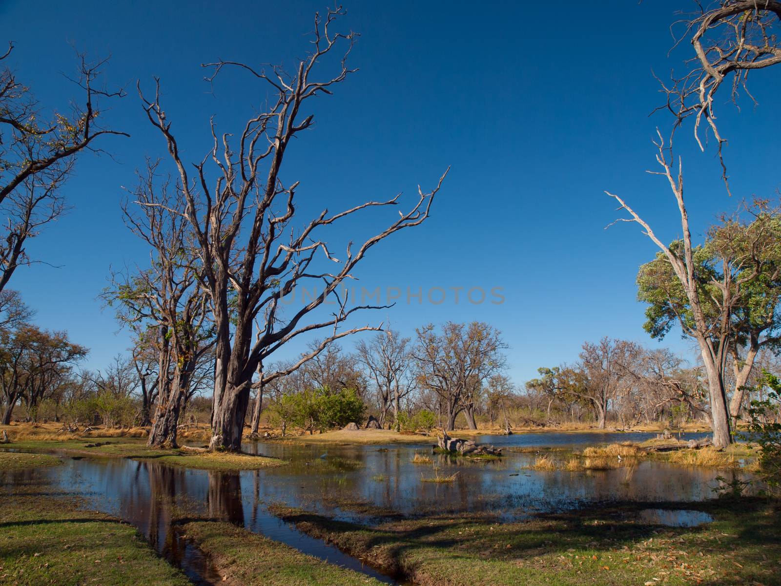 Ford in Paradise Pools area in Okavango delta by pyty