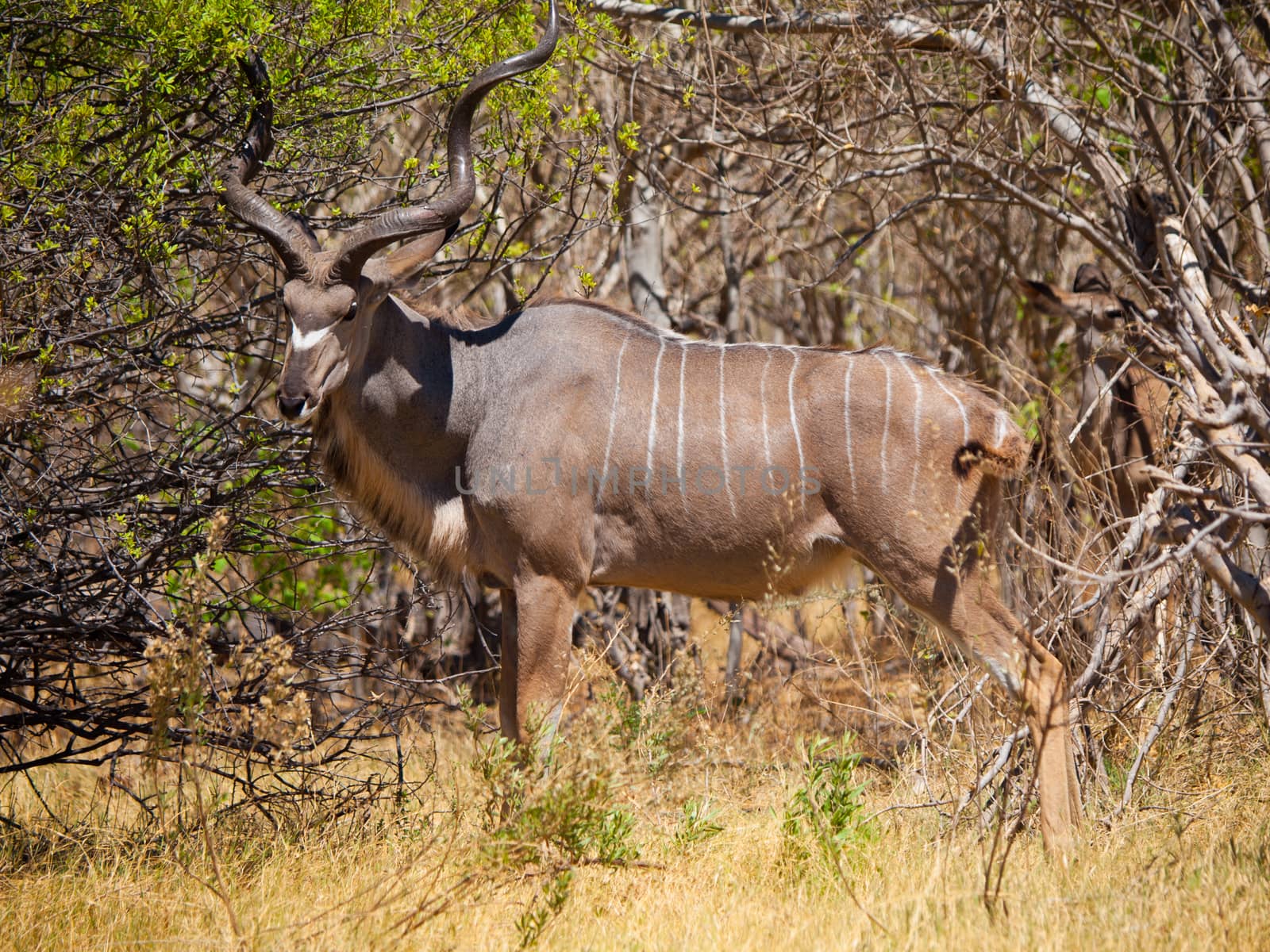 Kudu antelope by pyty