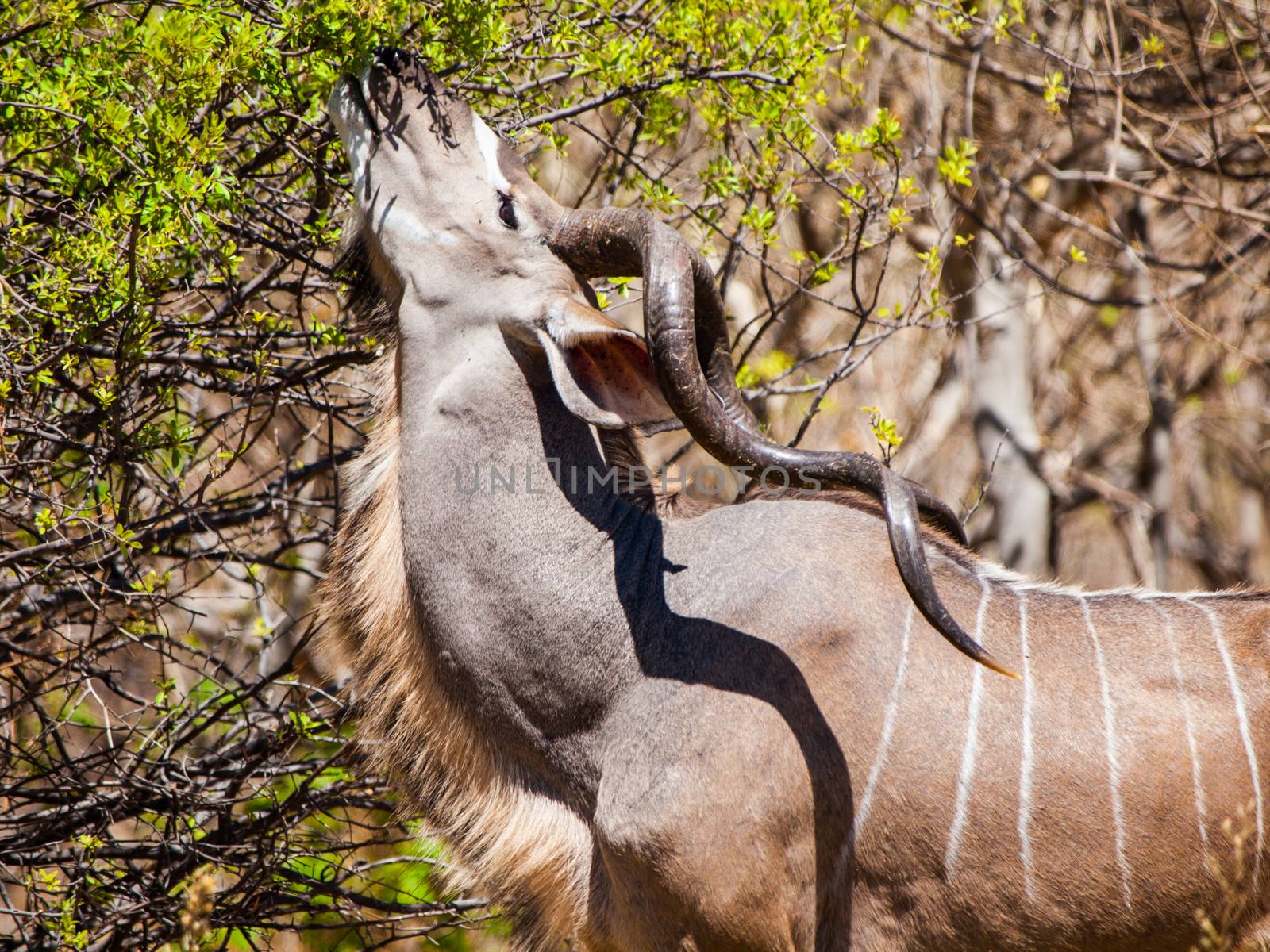 Eating kudu antelope by pyty