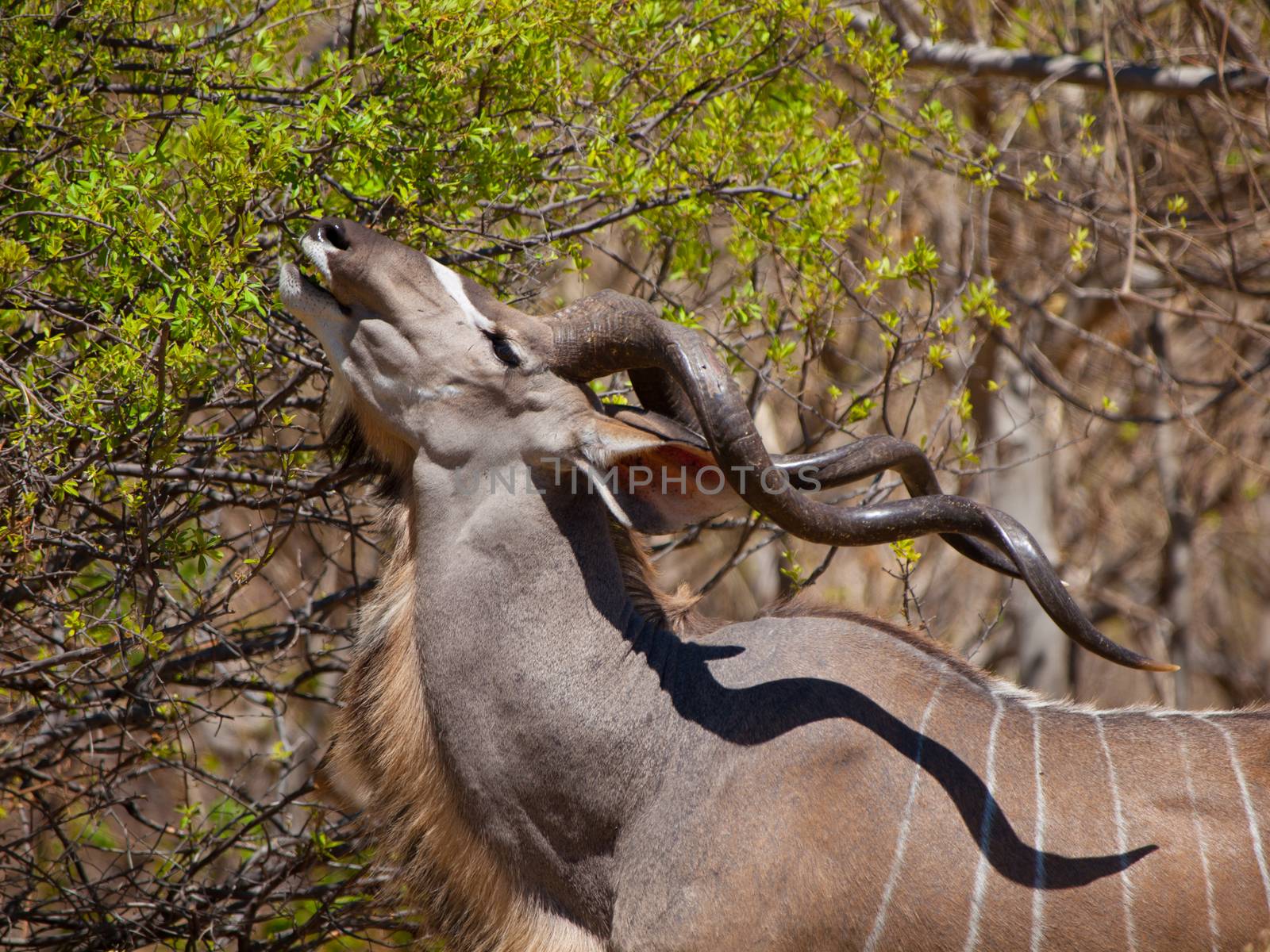 Hungry kudu antelope eating from tree