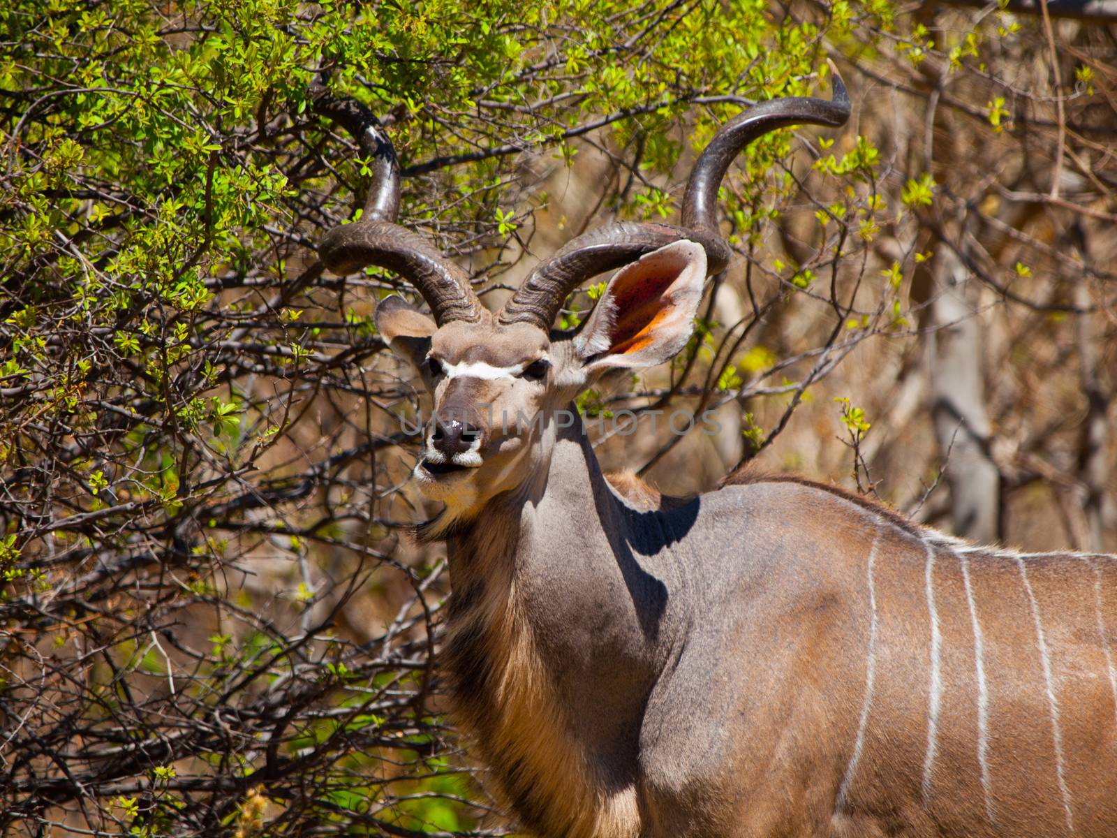 Hungry kudu antelope eating from tree