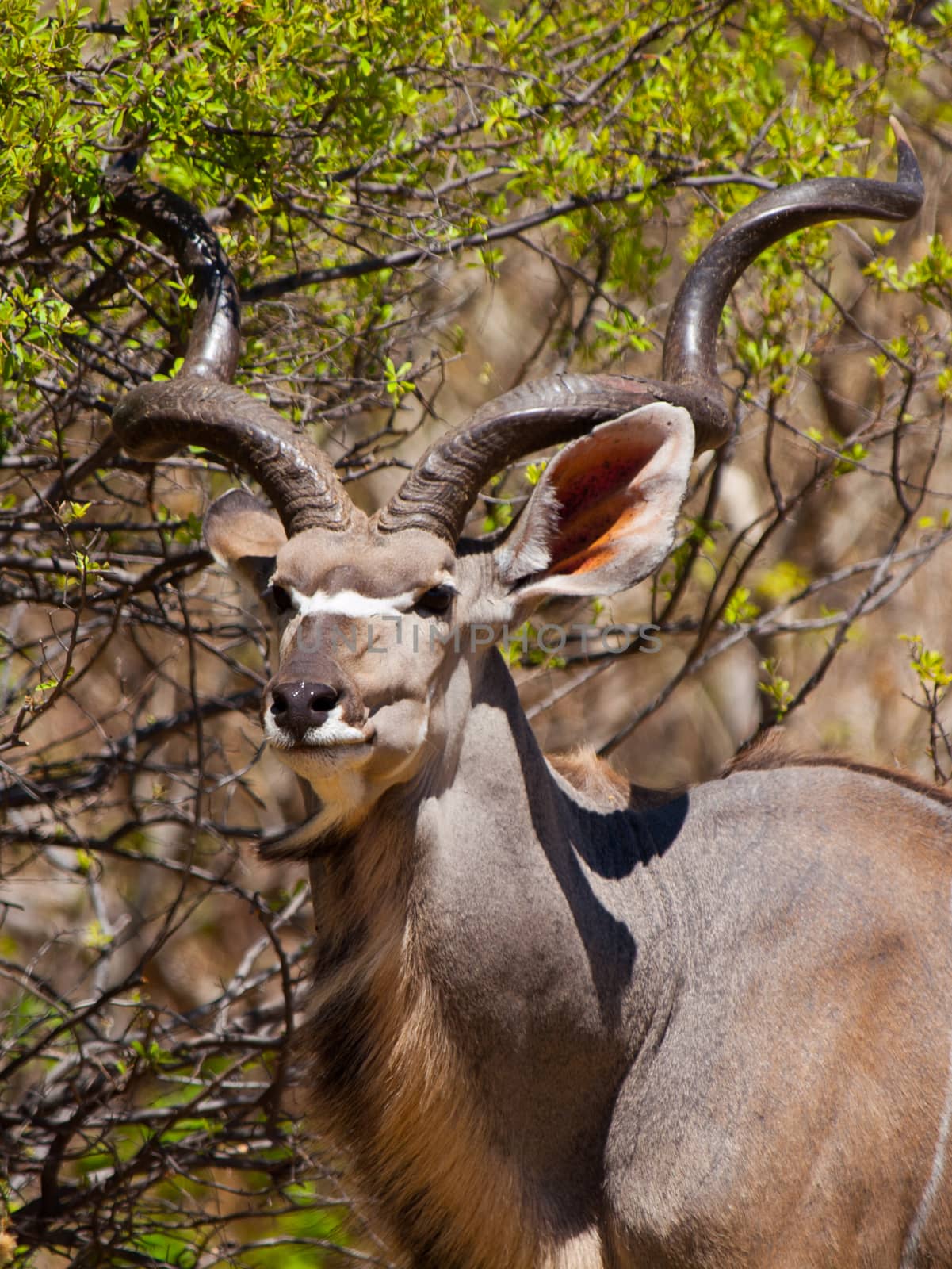 Kudu antelope by pyty
