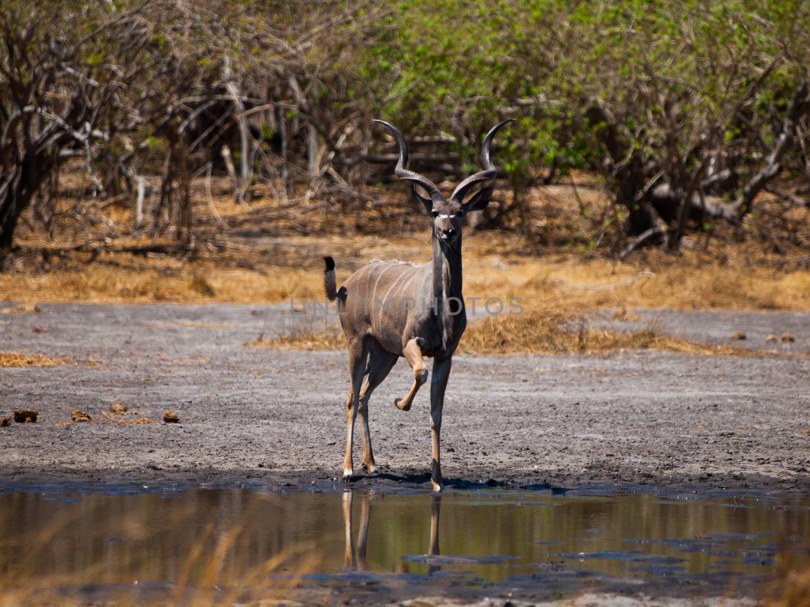 Kudu antelope at water hole