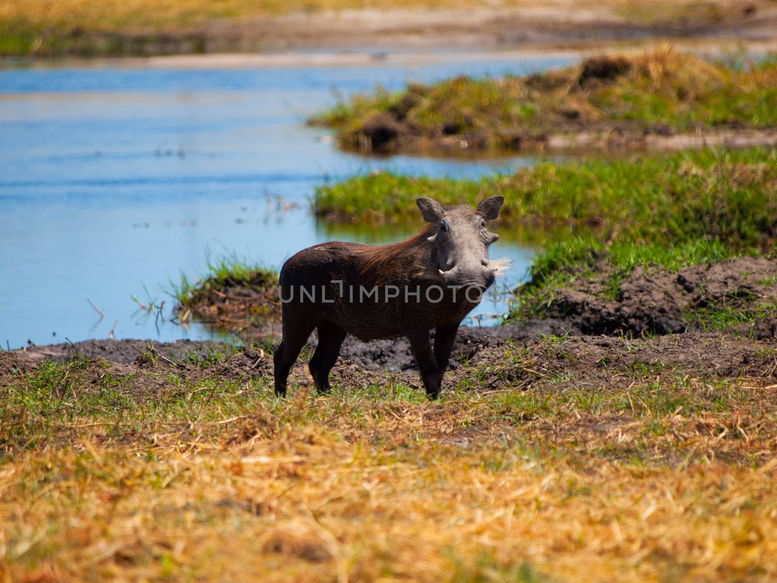 Warthog (Phacochoerus africanus) in savanna on safari game drive