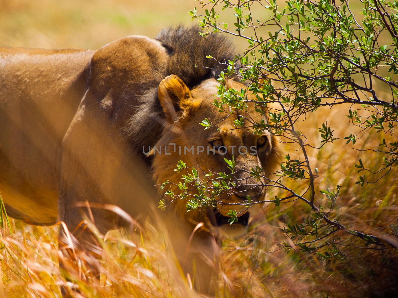 Tracking lion hidden in the grass