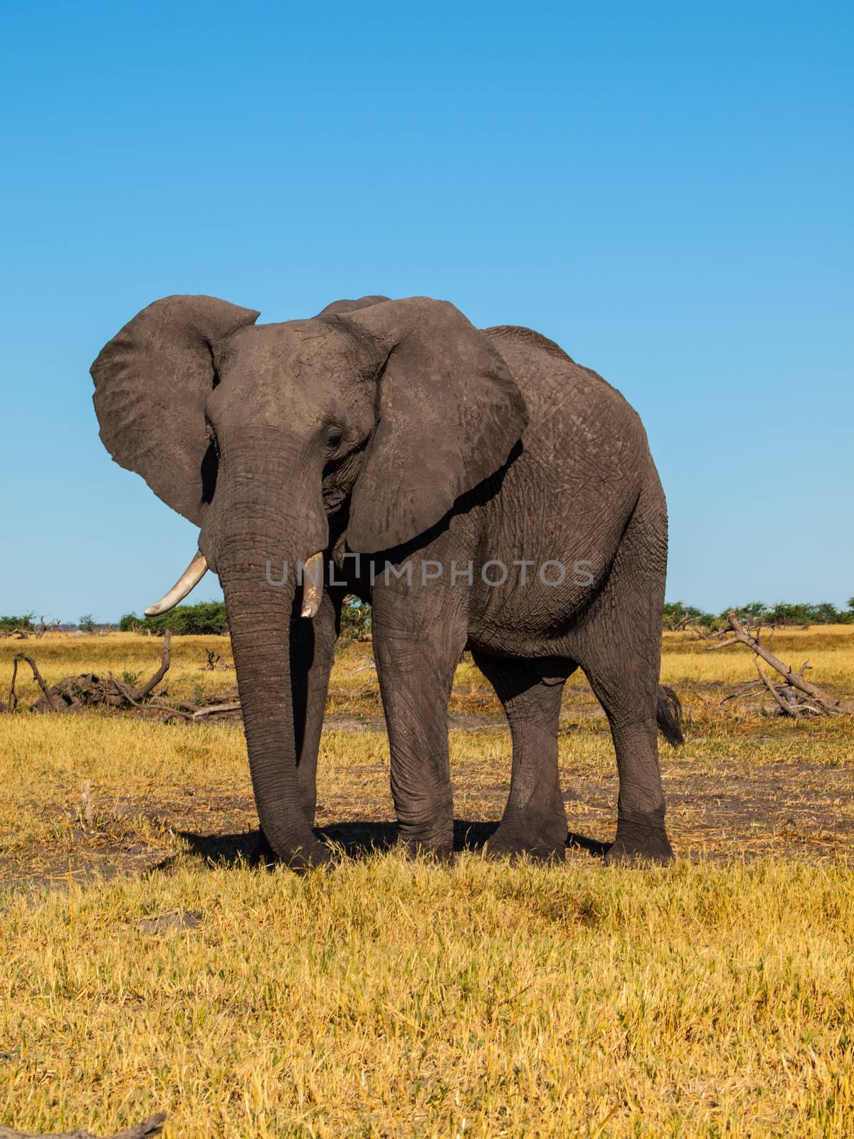 Standing african elephant in sunny day Standing african elephant in sunny day