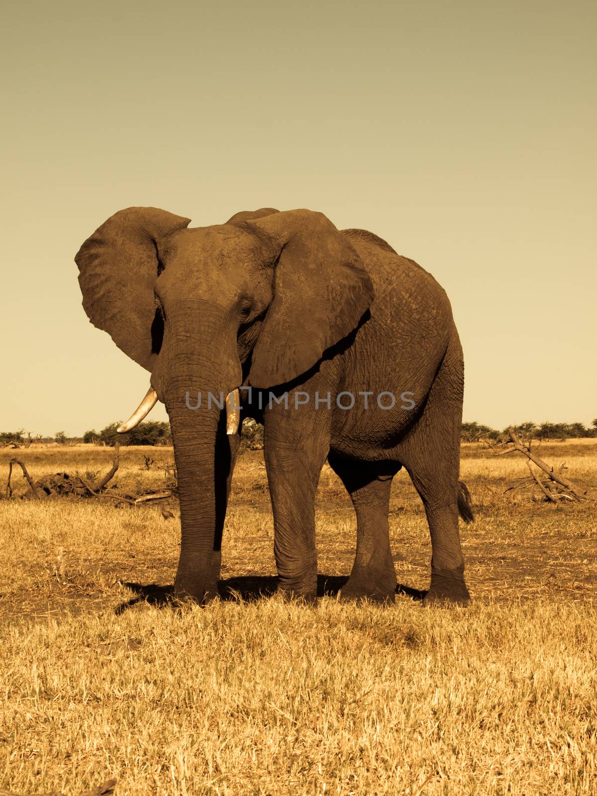 Elephant by pyty