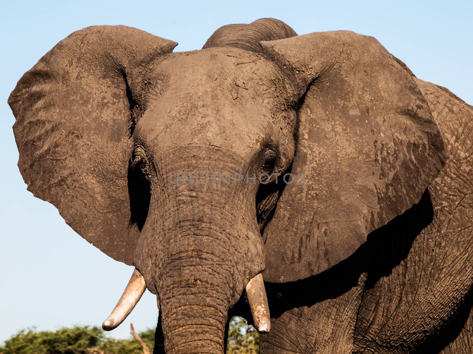 Detailed view of elephant's head in sunny day