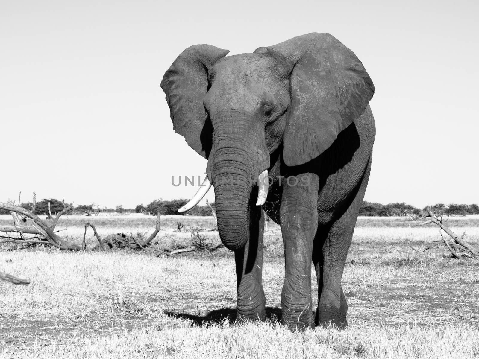 Big african elephant in grasslands of Chobe National Park (black and white photography)