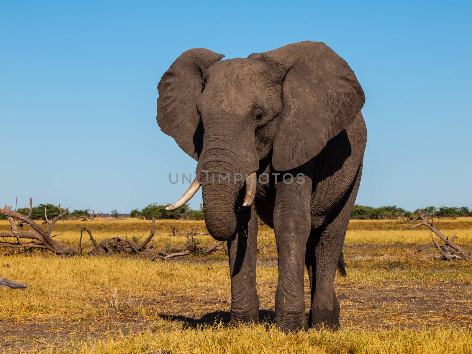 Standing african elephant in sunny day