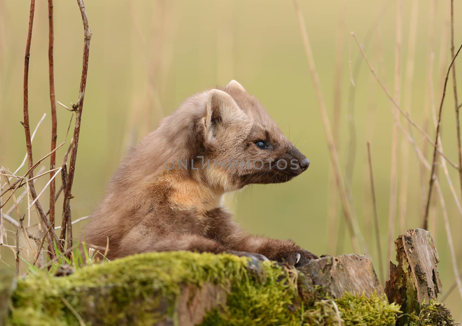 Pine marten rare species in natural habitat (Martes martes)