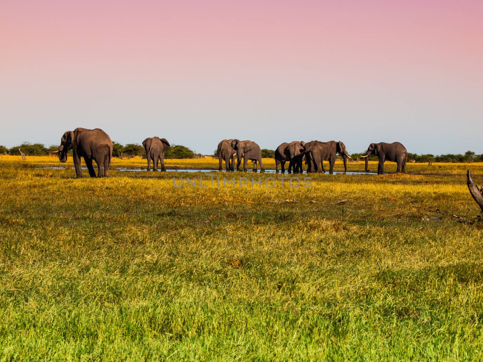 Herd of elephants in grasslands of Savuti marshes