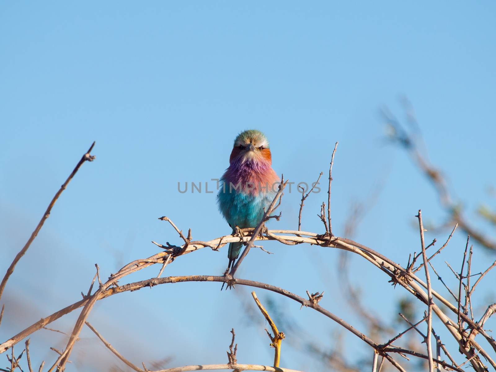 Lilac-breasted Roller (Coracias Caudatus) by pyty