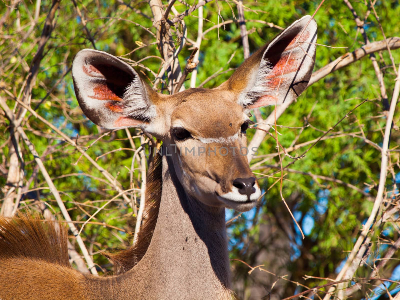Female kudu antelope (Moremi Game Reserve, Botswana)