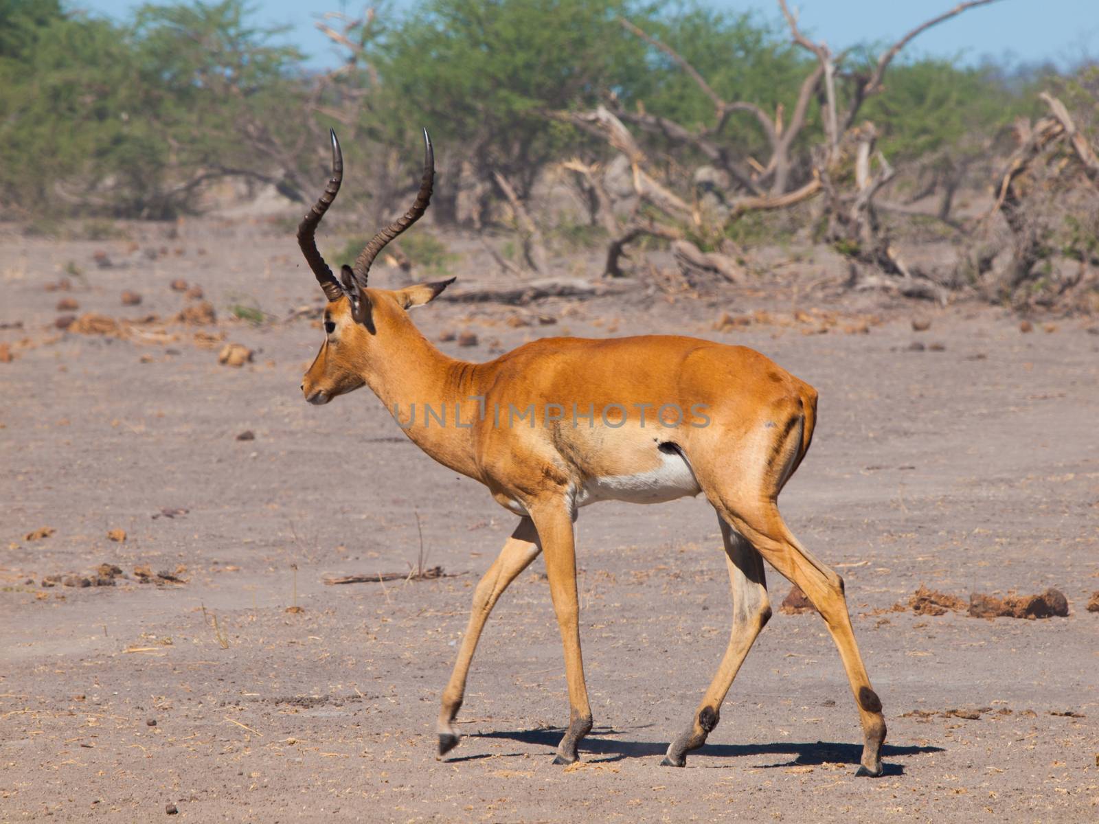 Young impala on safari game drive (Chobe National Park, Botswana)