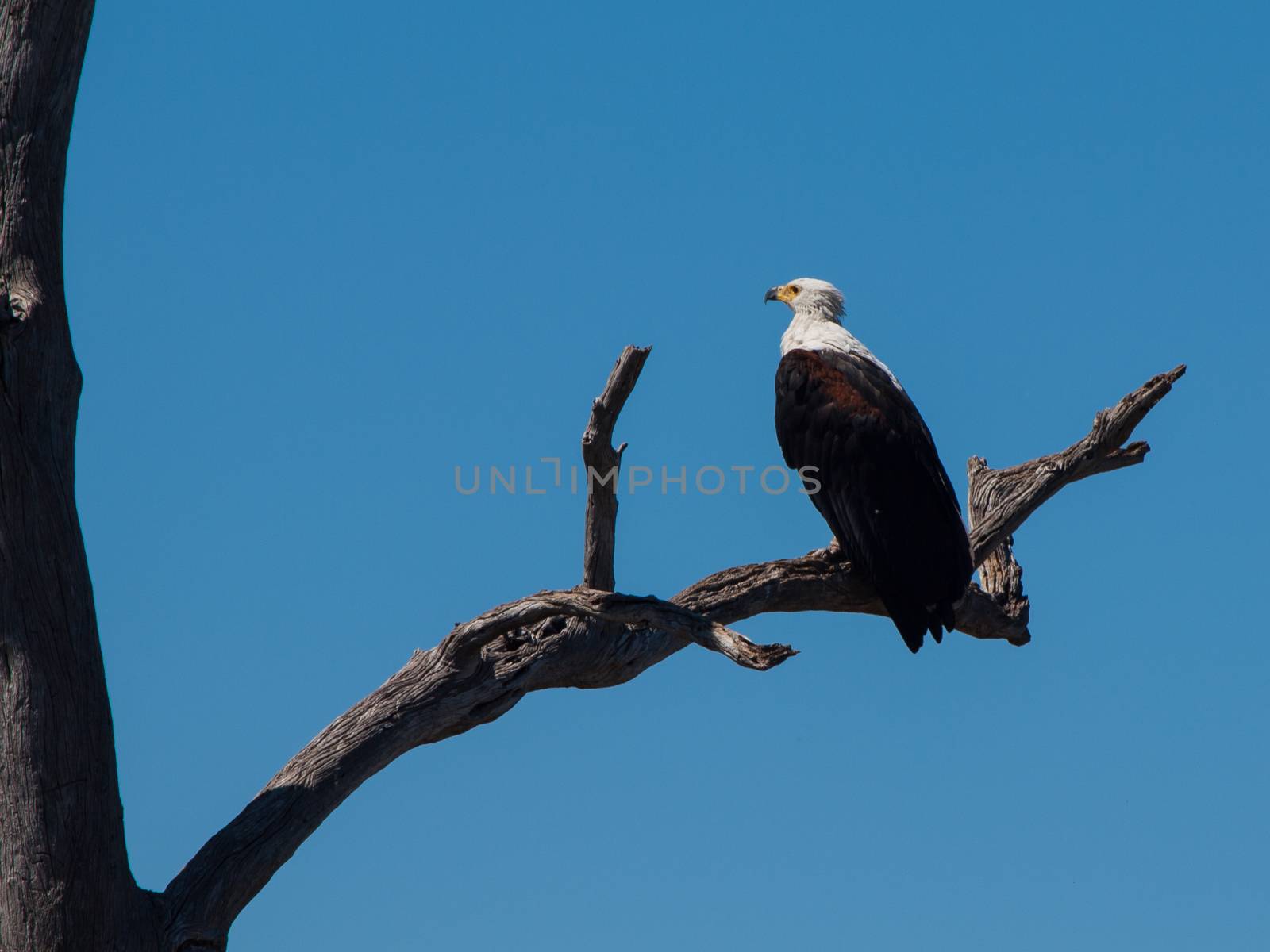 African fish eagle by pyty