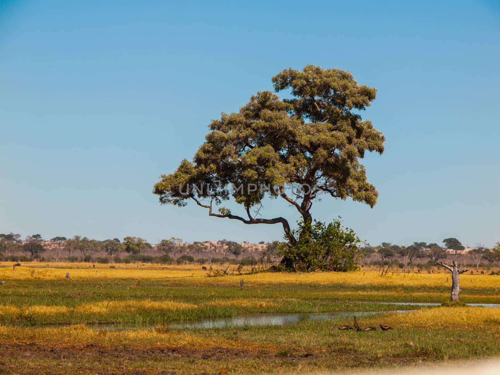 Lonesome tree in Savuti marshes by pyty
