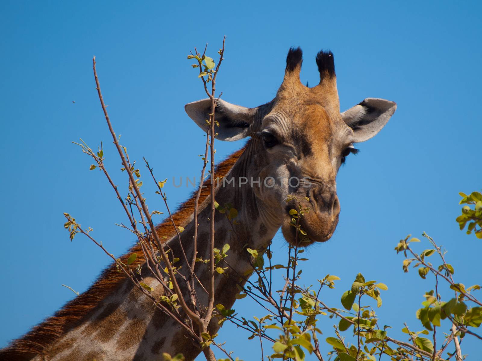 Portrait of eating giraffe on safari wild drive