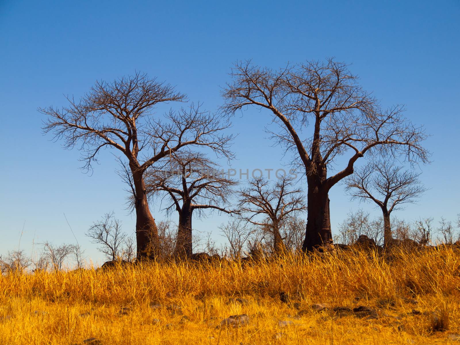 Group of baobab trees in Baobab Paradise near Savuti (Chobe National Park, Botswana)