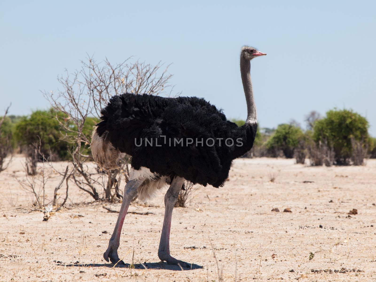 Ostrich in dry savanna (Struthio camelus)