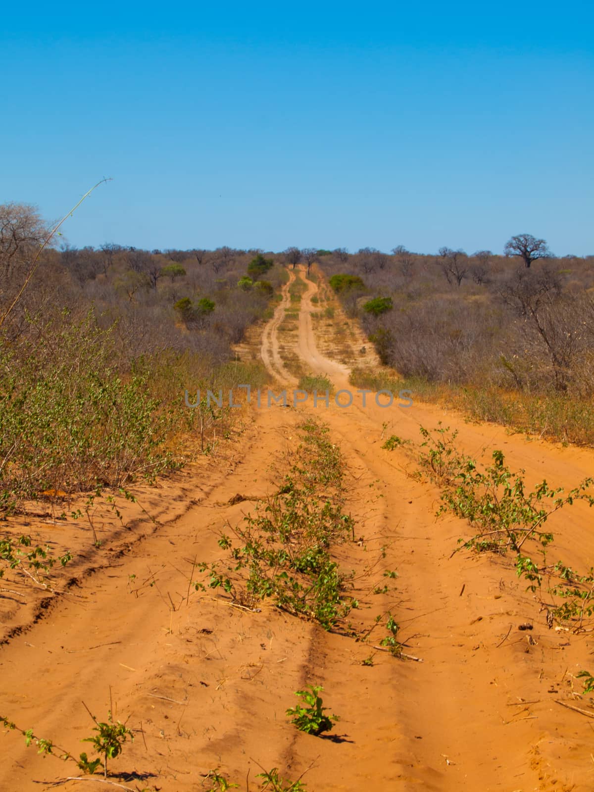 Endless sandy road of Chobe by pyty