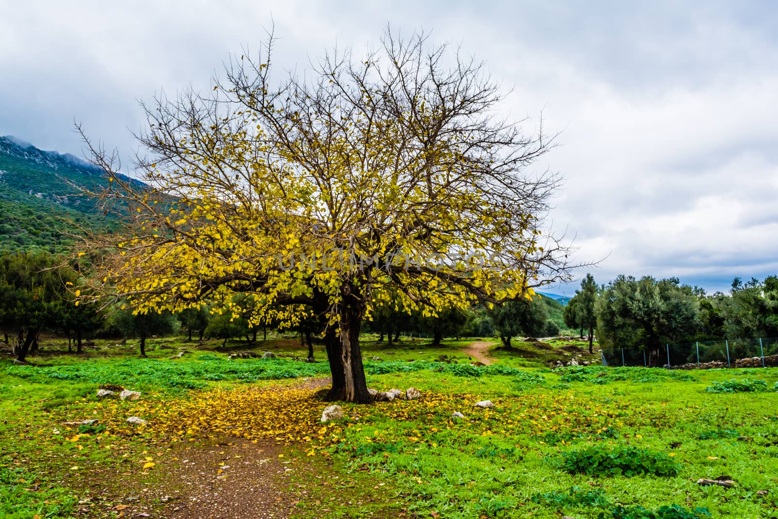 Autumn tree scene at cloudy sky