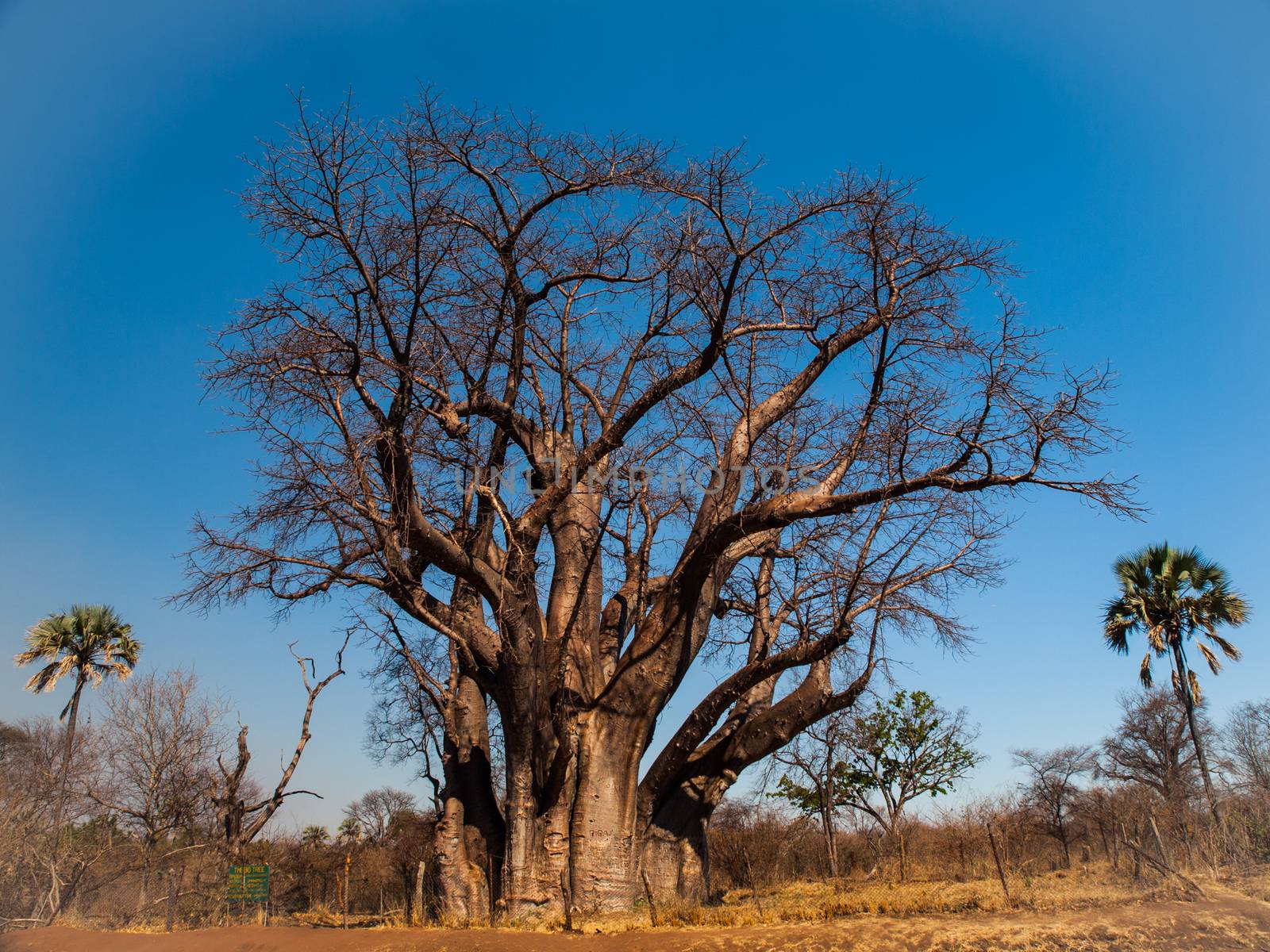 Big baobab tree near Victoria falls (Zimbabwe)