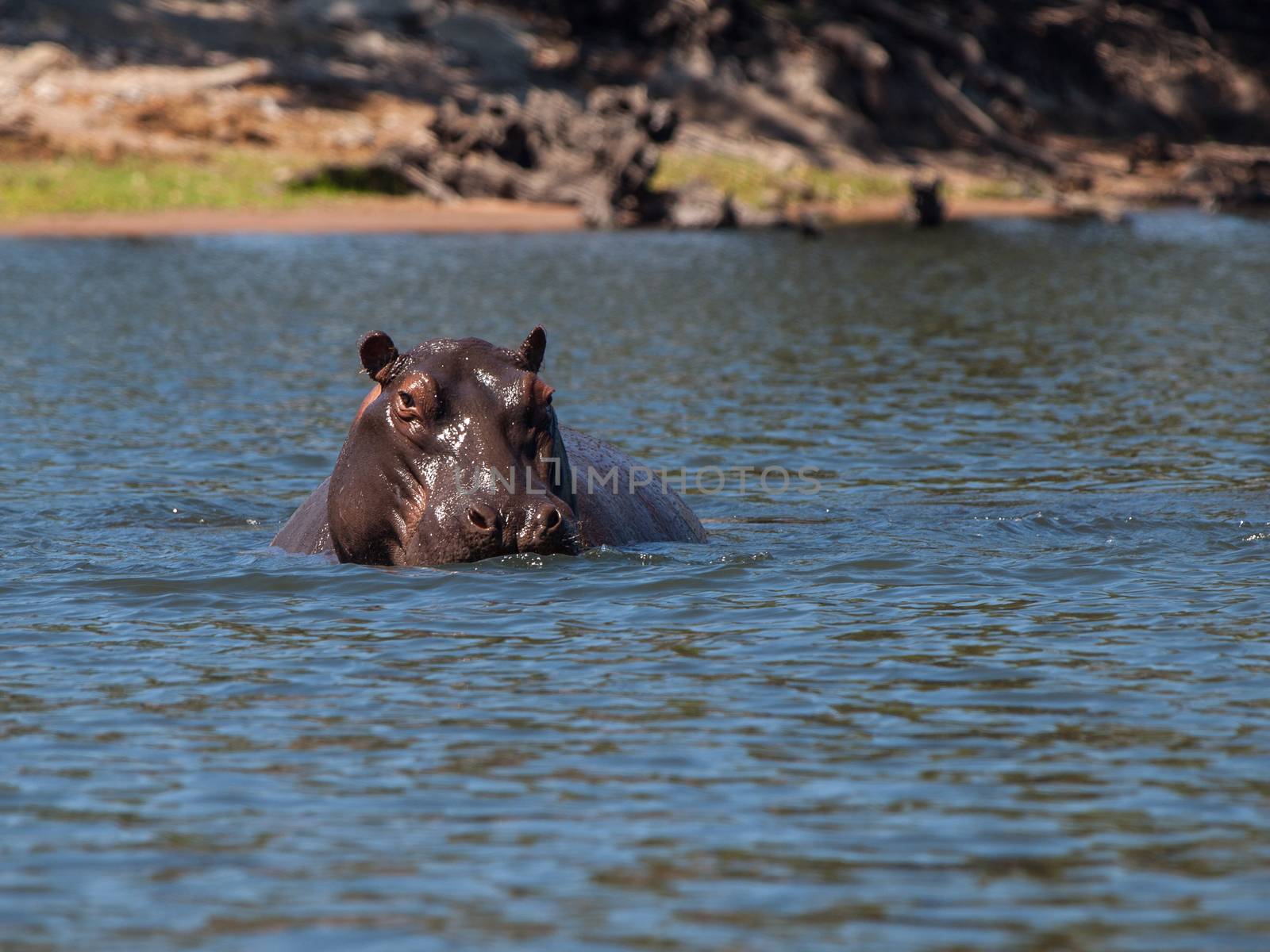 Hidden hippo in Chobe river (Kasane, Botswana) Hidden hippo in Chobe river (Botswana)