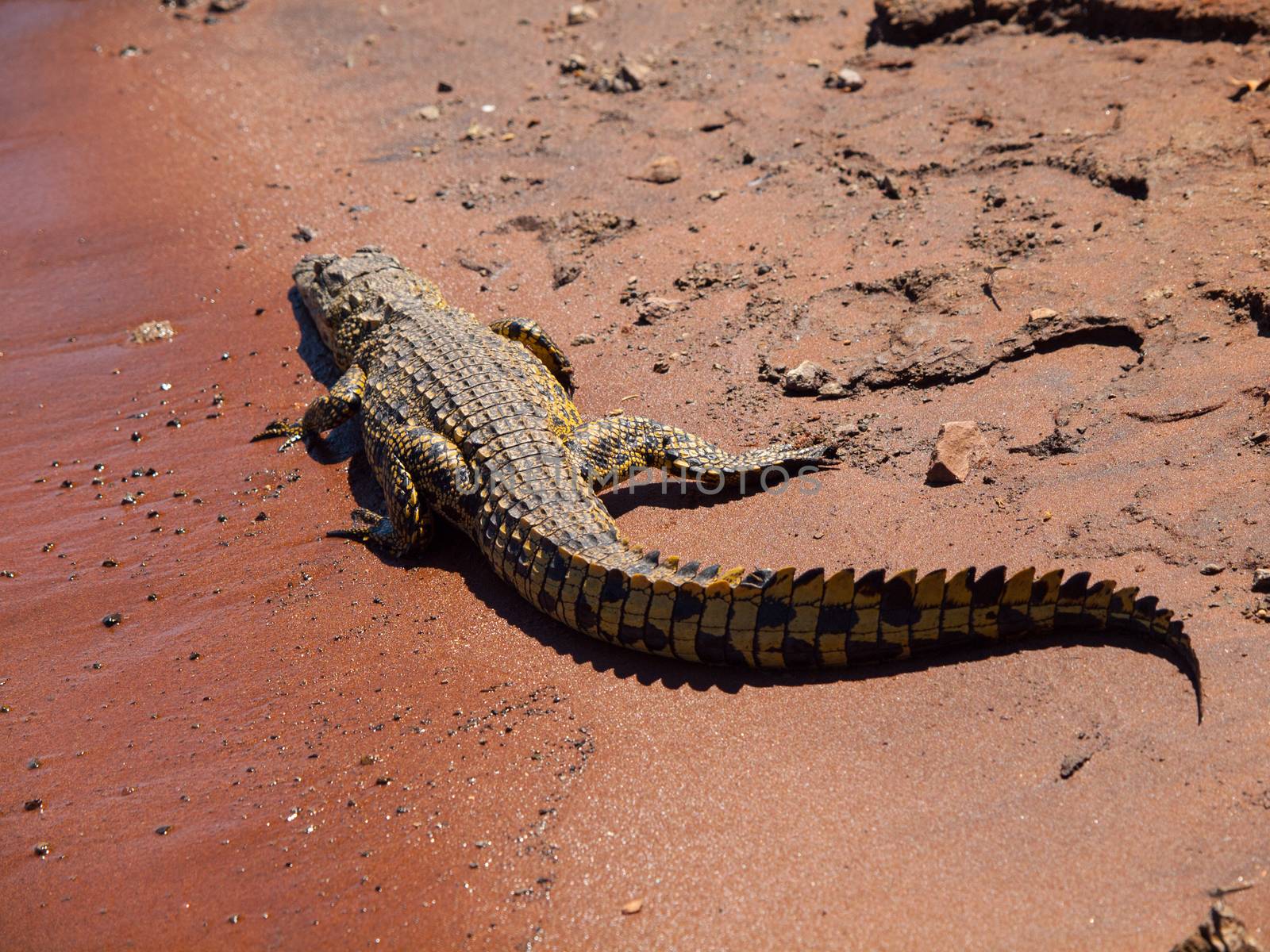 Crocodile on river bank by pyty