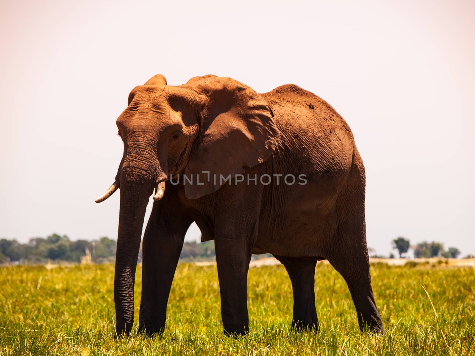 Elephant walks in the grass (Chobe Riverfront, Botswana)