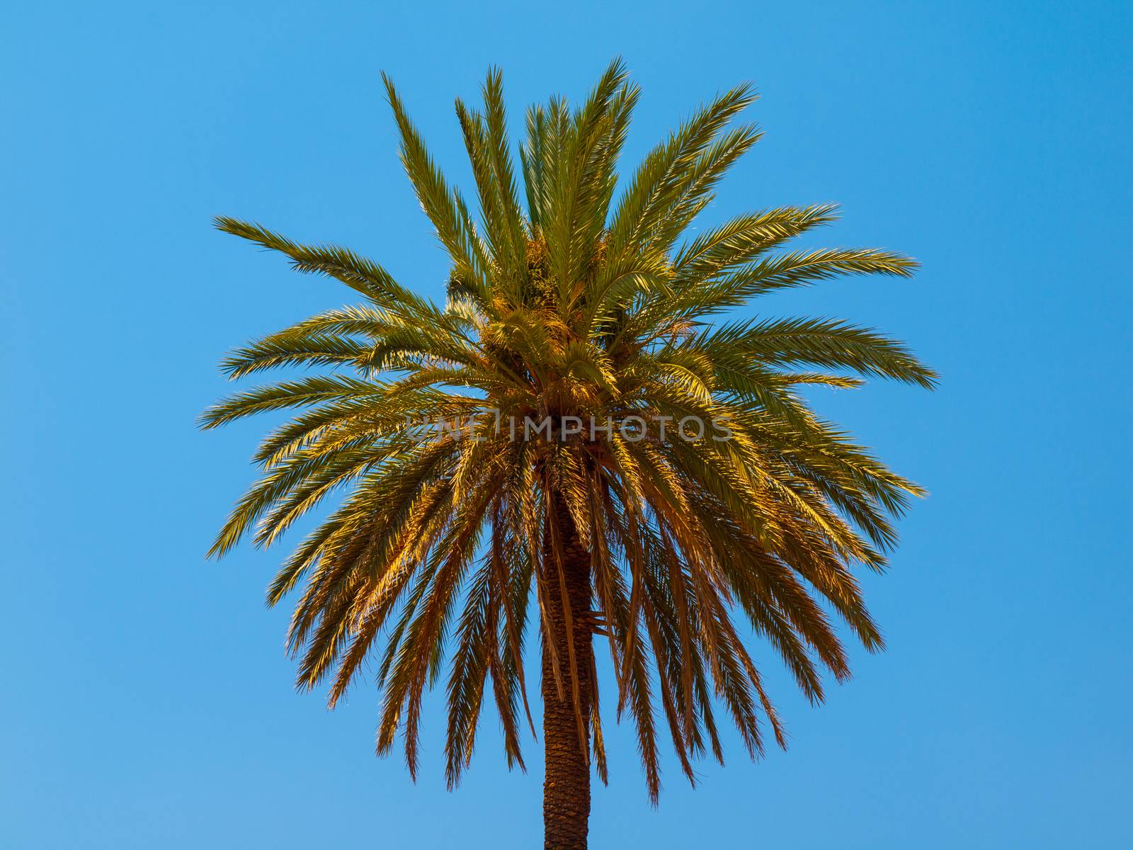 Palm on bright blue sky background