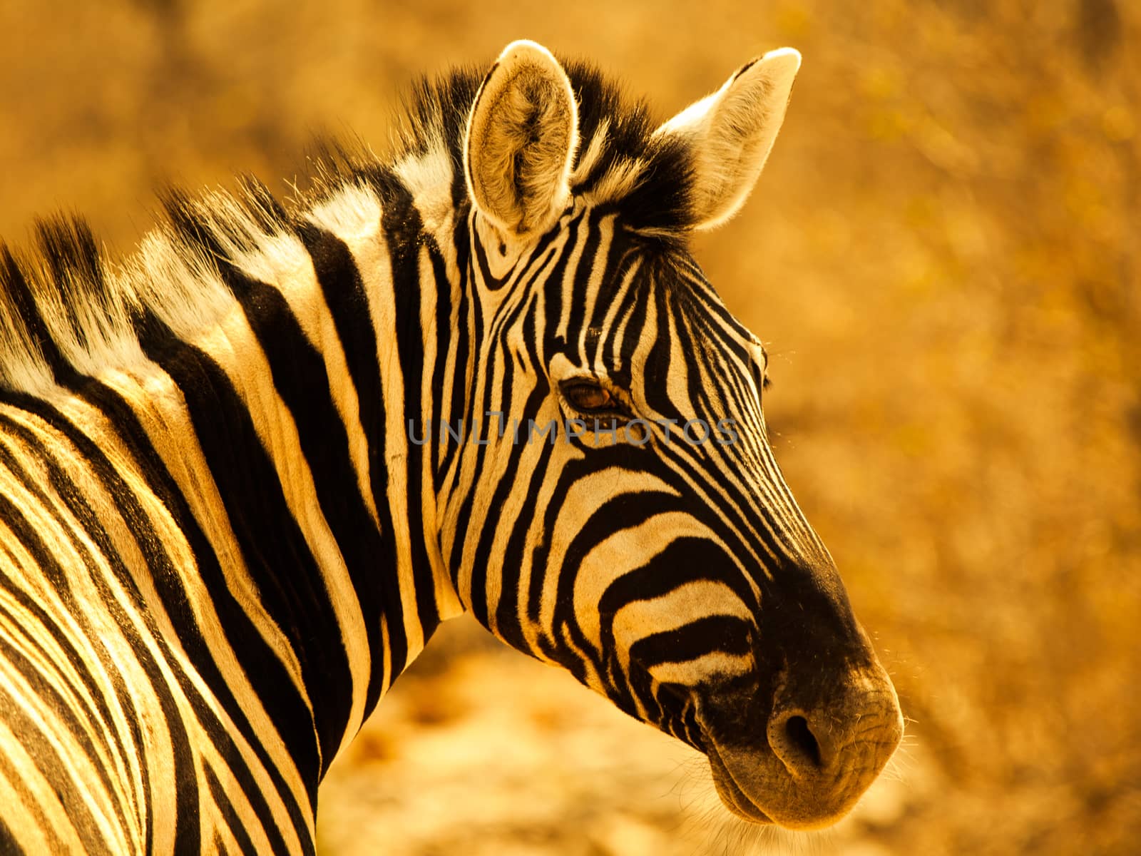 Zebra portrait (Moremi Game Reserve, Botswana)
