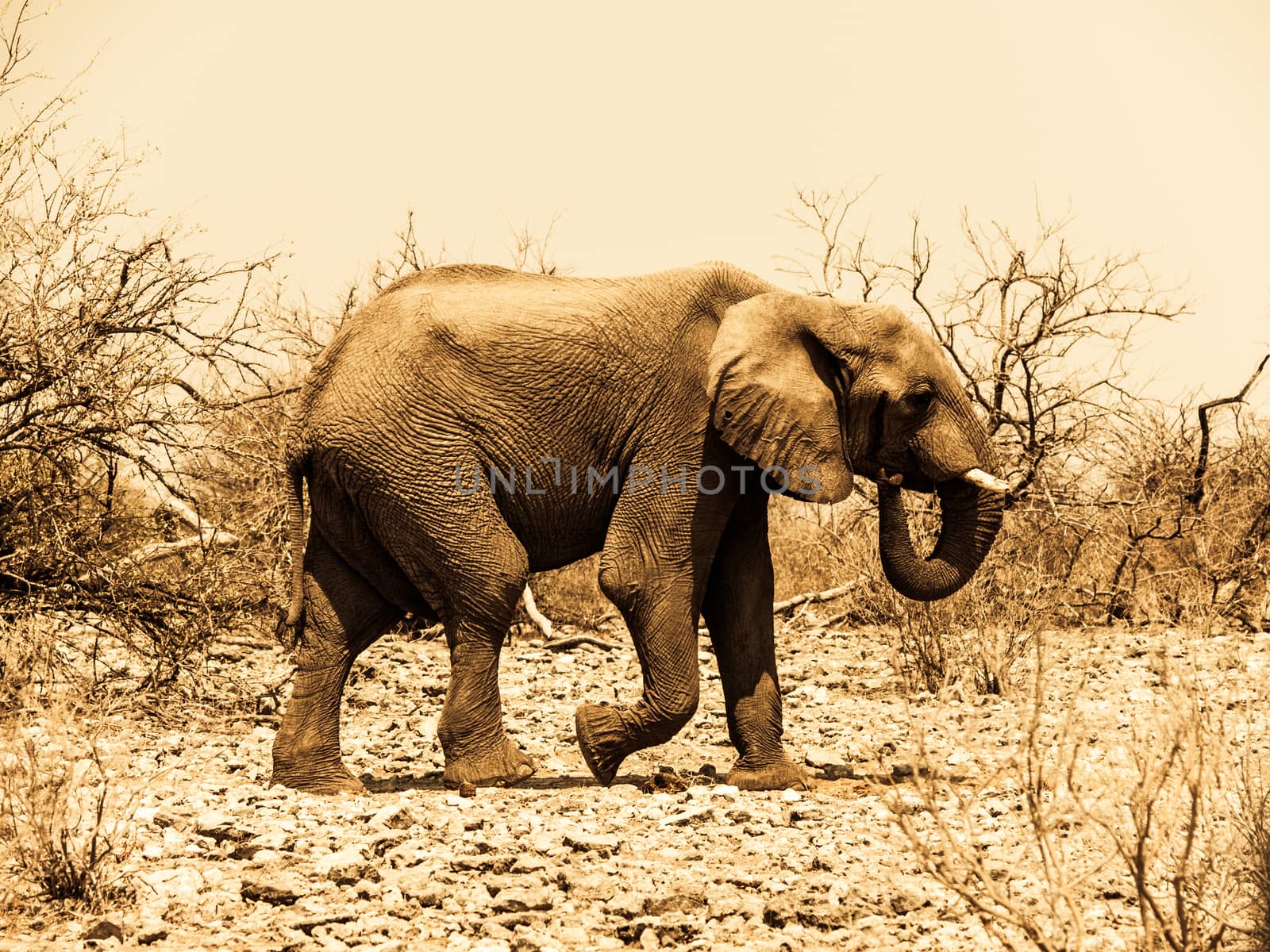 African elephant (Loxodonta) by pyty
