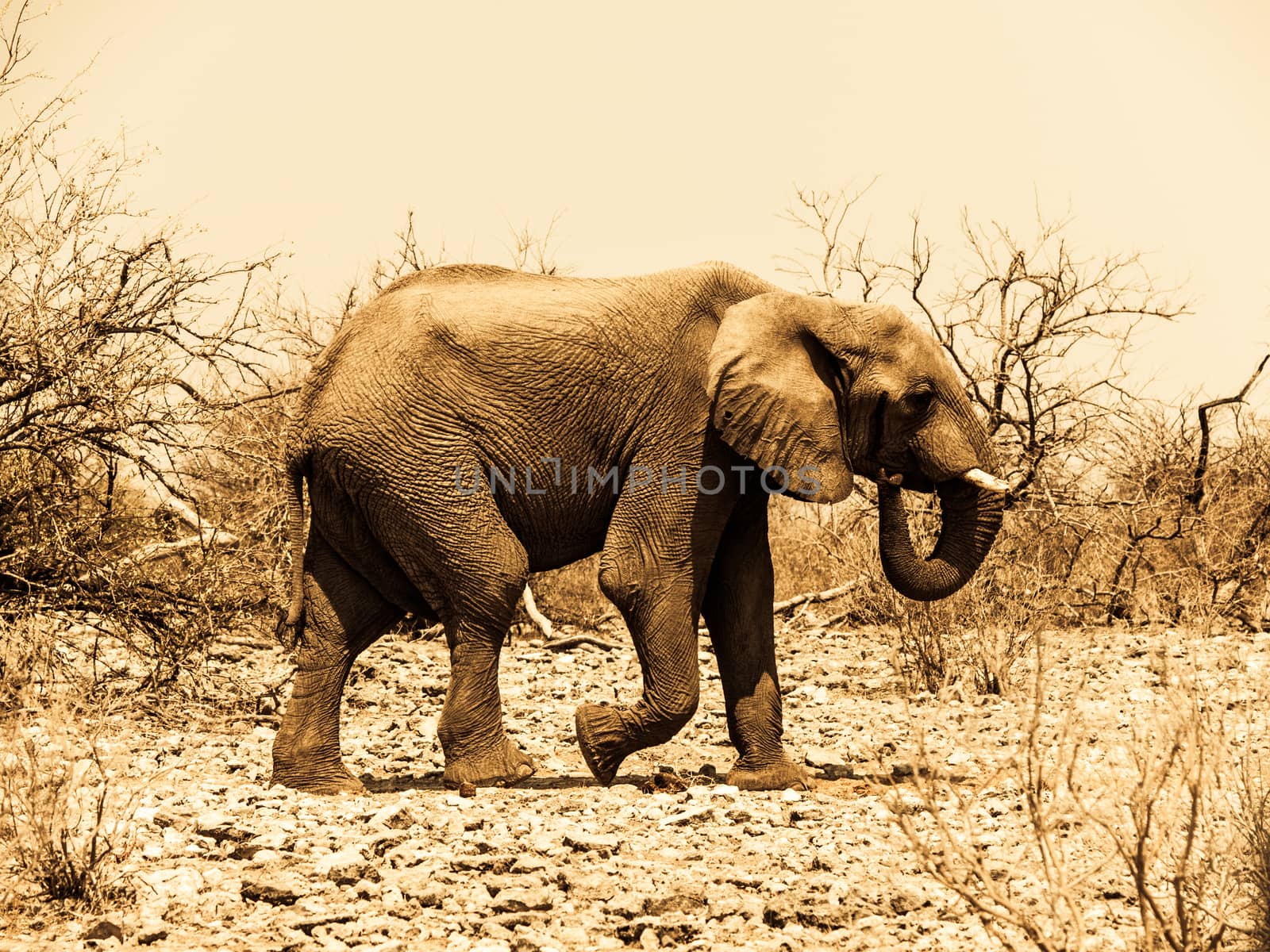 African elephant (Loxodonta) walks in the bush (Chobe National Park, Botswana)