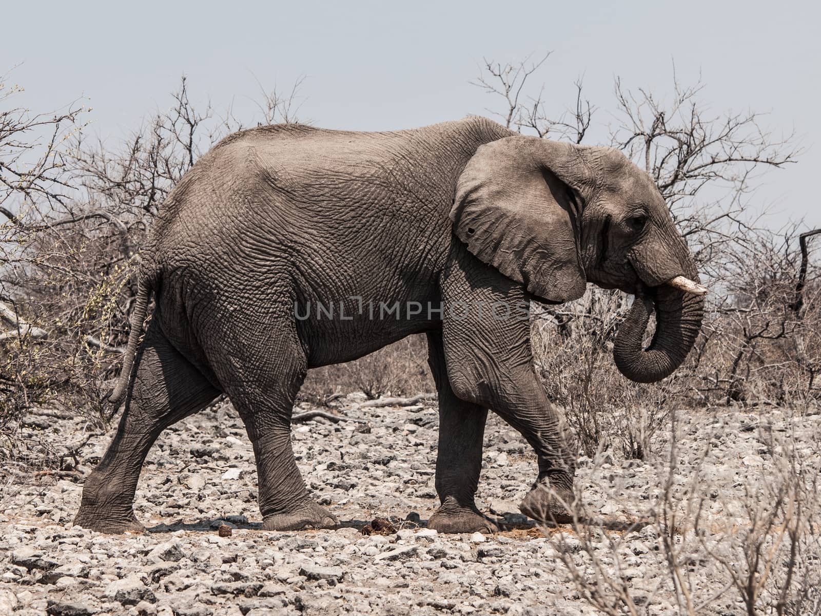 African elephant (Loxodonta) walks in the bush (Chobe National Park, Botswana)