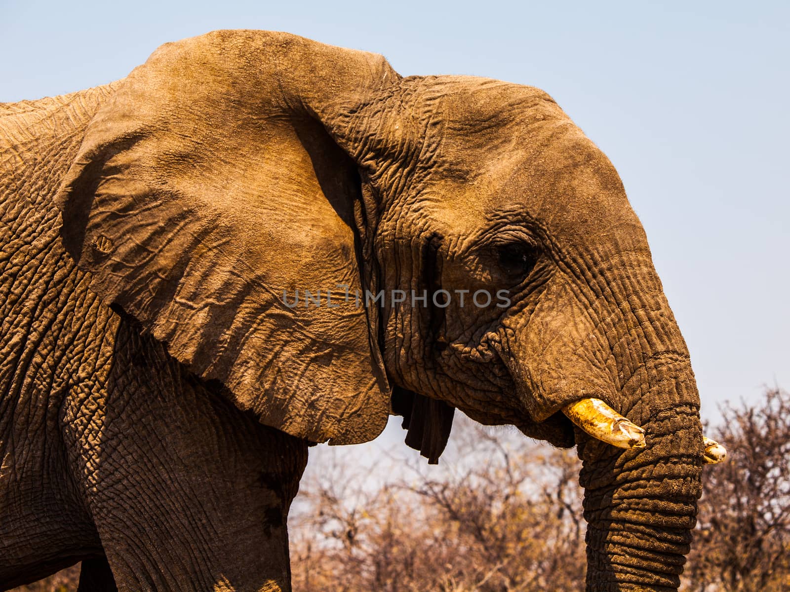 African elephant (Loxodonta) walks in the bush (Chobe National Park, Botswana)