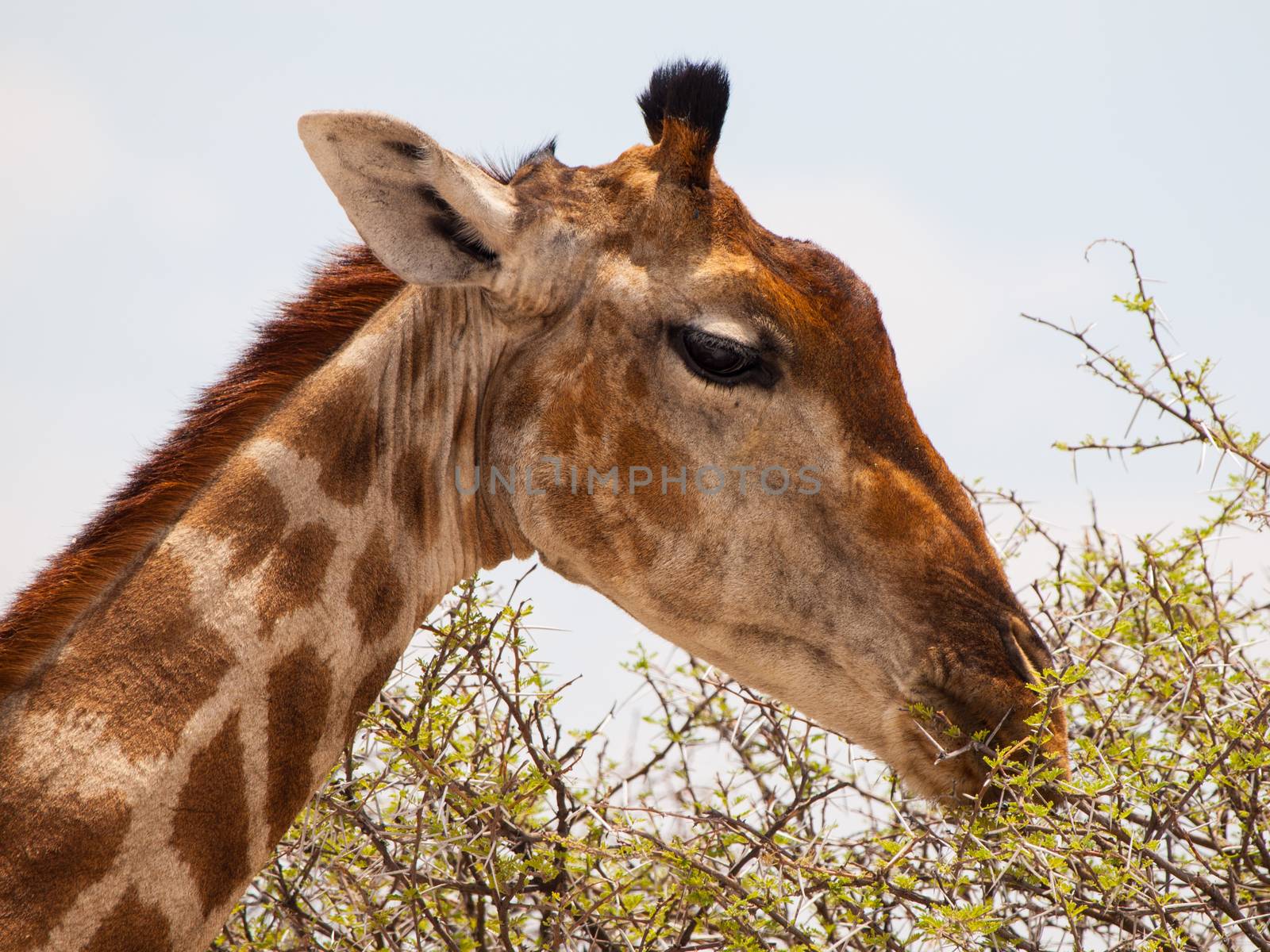 Eating giraffe portrait by pyty