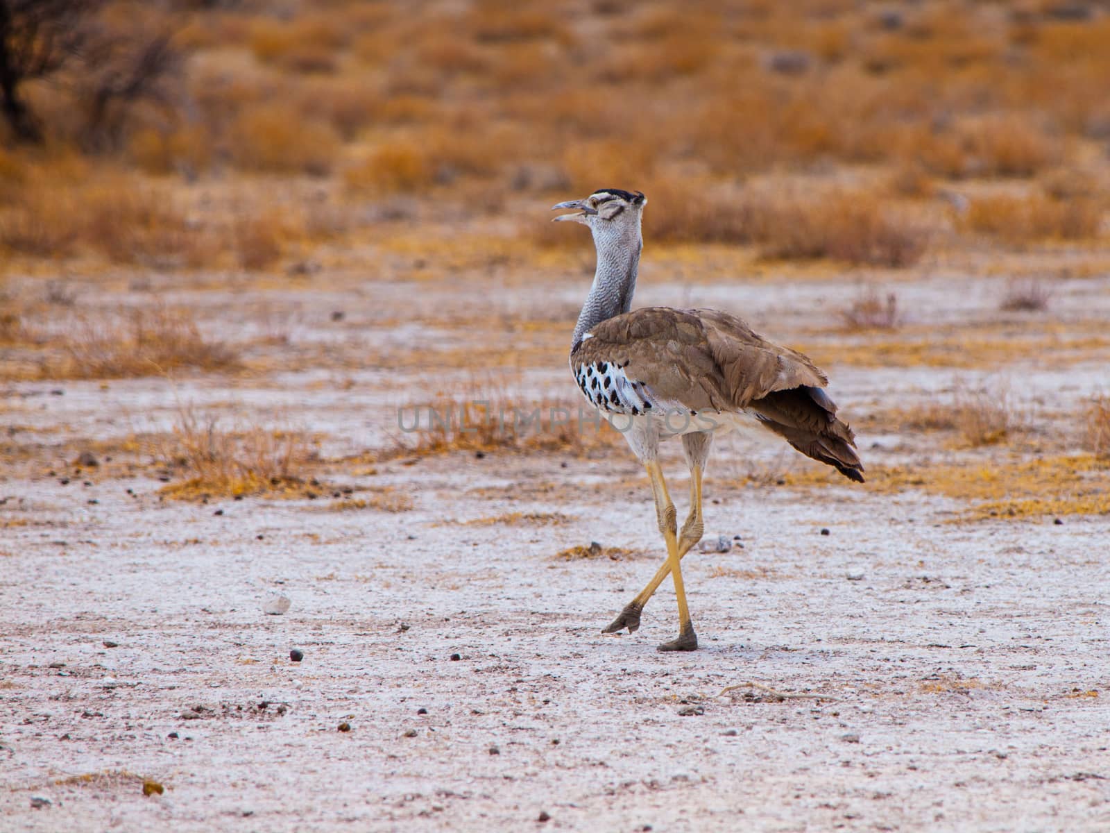 Kori bustard by pyty