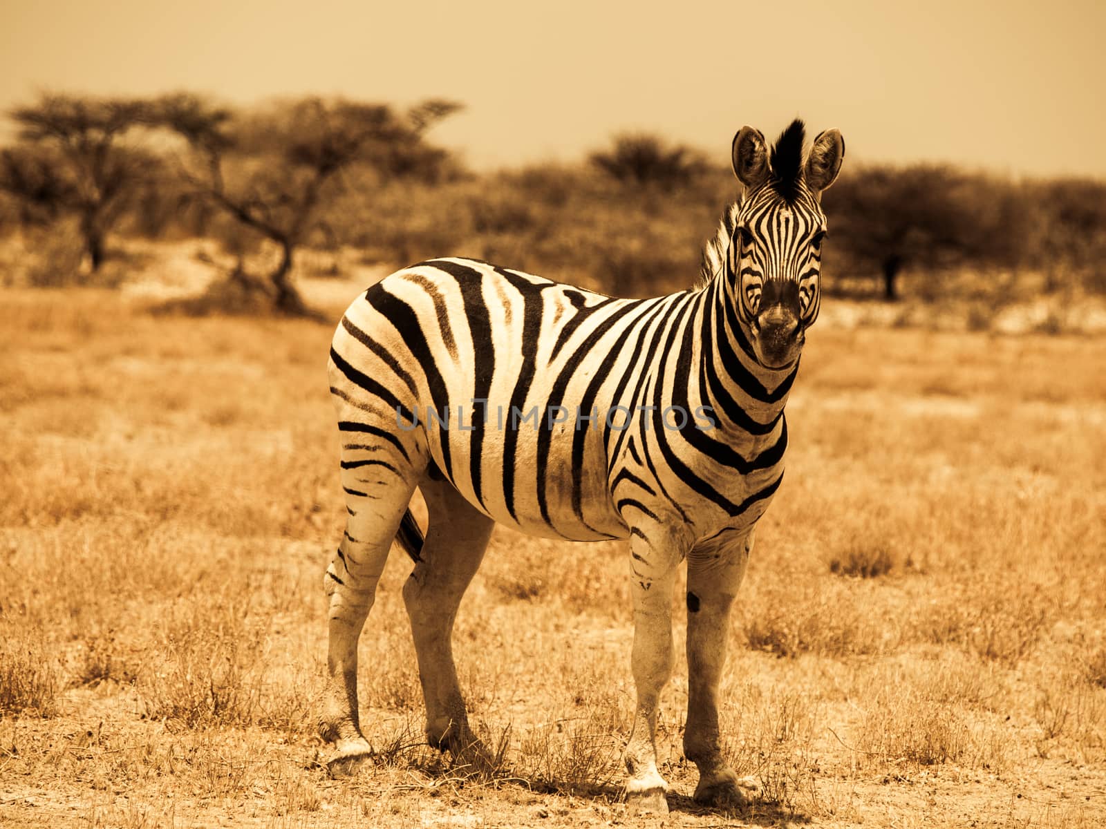 Zebra in warm colors (Etosha National Park, Namibia)