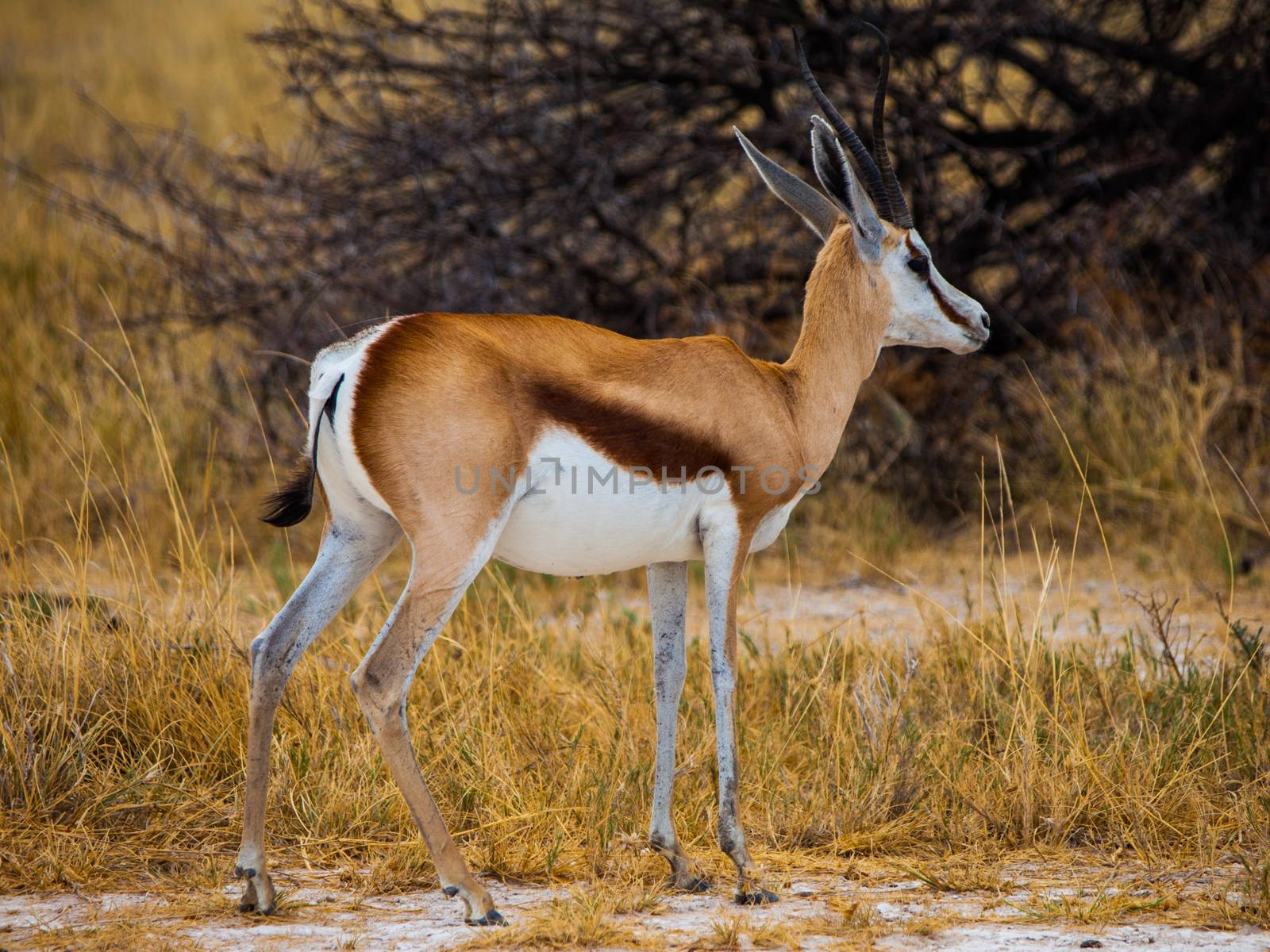 Young impala on safari game drive (Etosha National Park, Namibia)