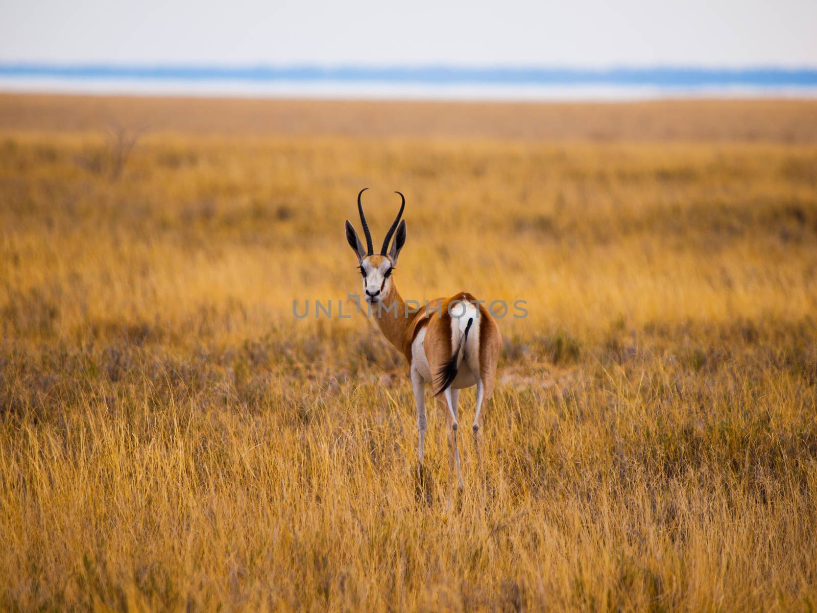 Young impala on safari game drive (Etosha National Park, Namibia)