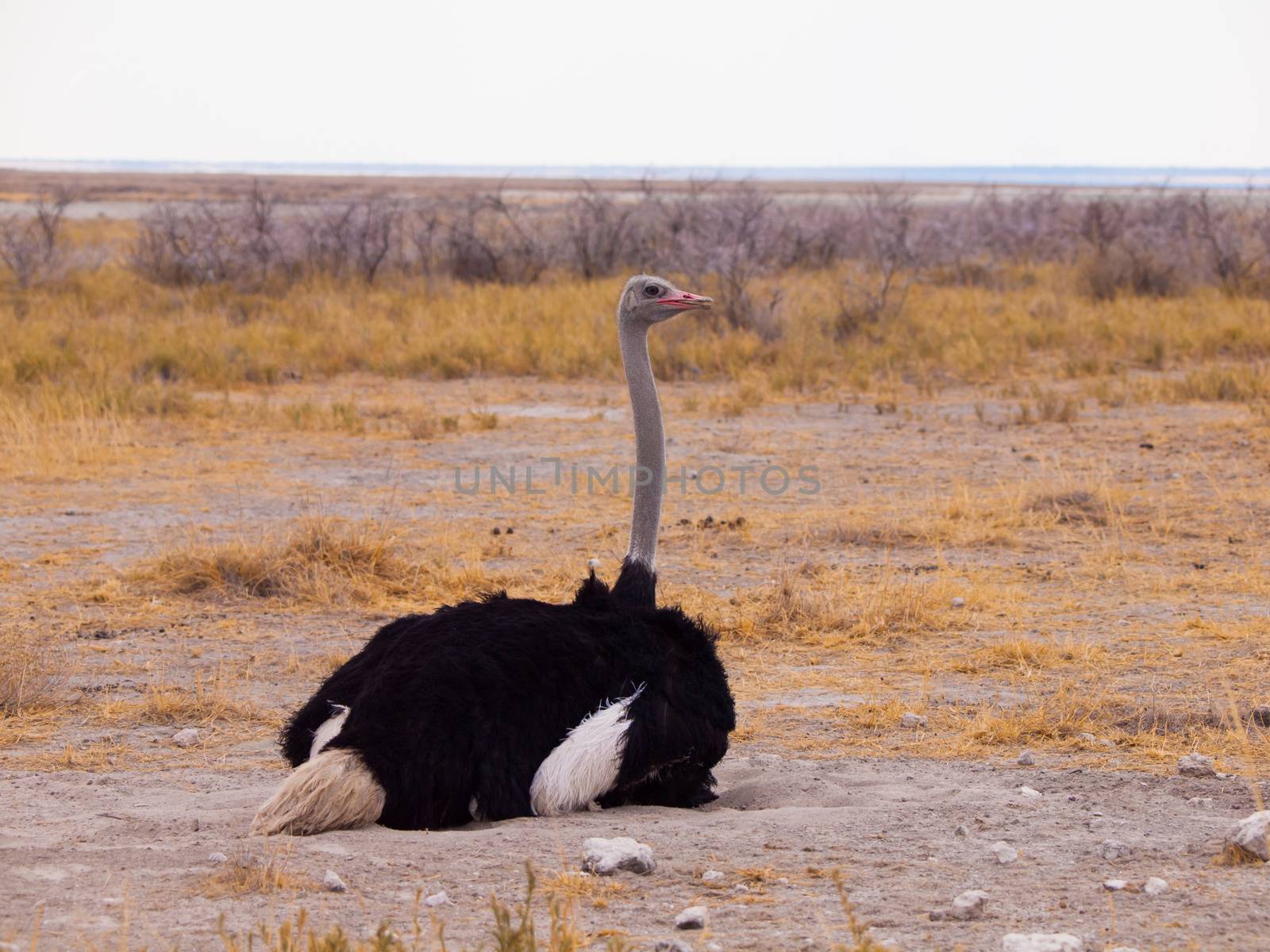 Sitting ostrich is watching around the savanna
