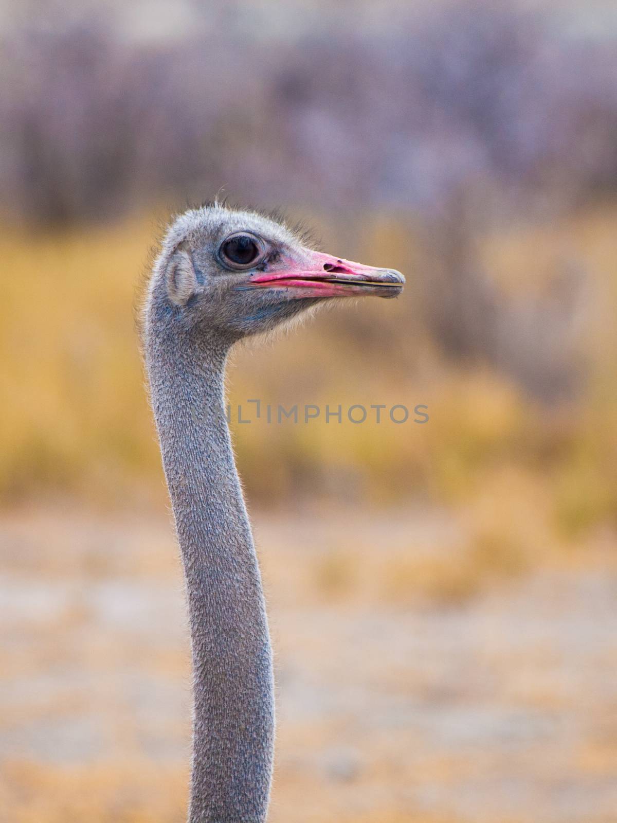 Portrait of ostrich with long neck looking around Portrait of ostrich looking around