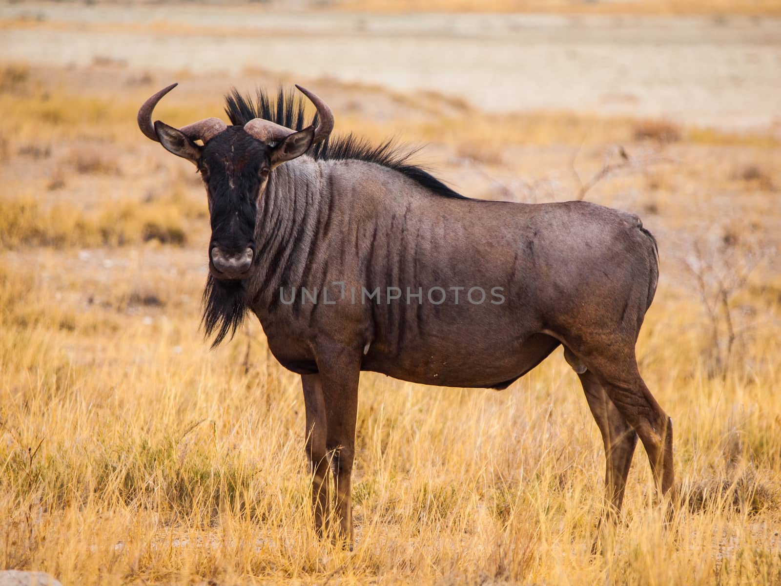 Blue wildebeest in savanna (Connochaetes taurinus)