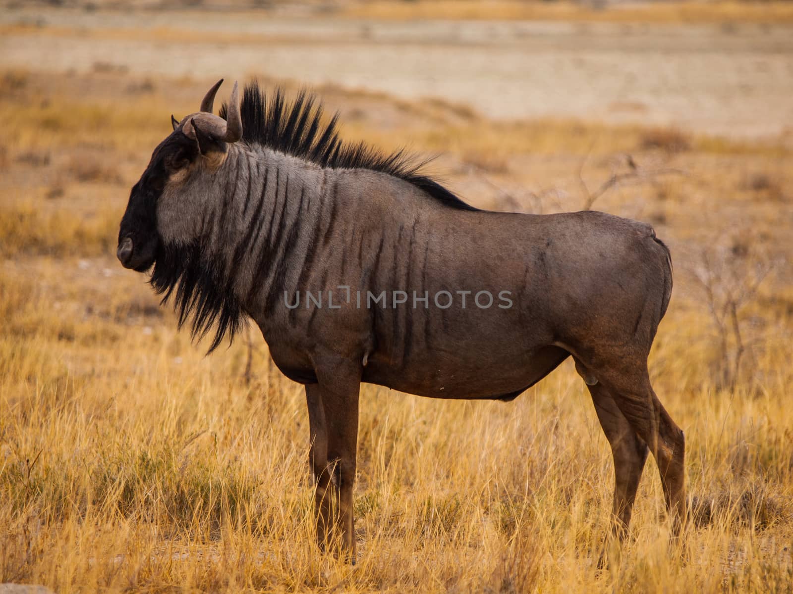 Blue wildebeest in savanna (Connochaetes taurinus)