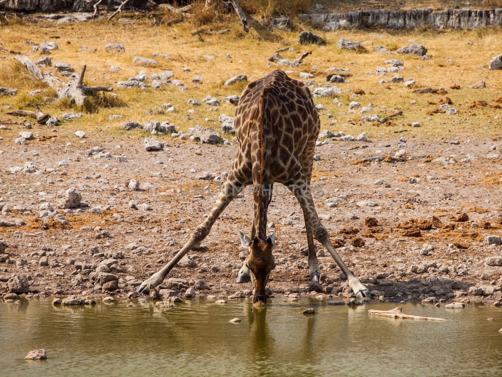 Thirsty giraffe drinking from waterhole (Etosha National Park, Namibia)