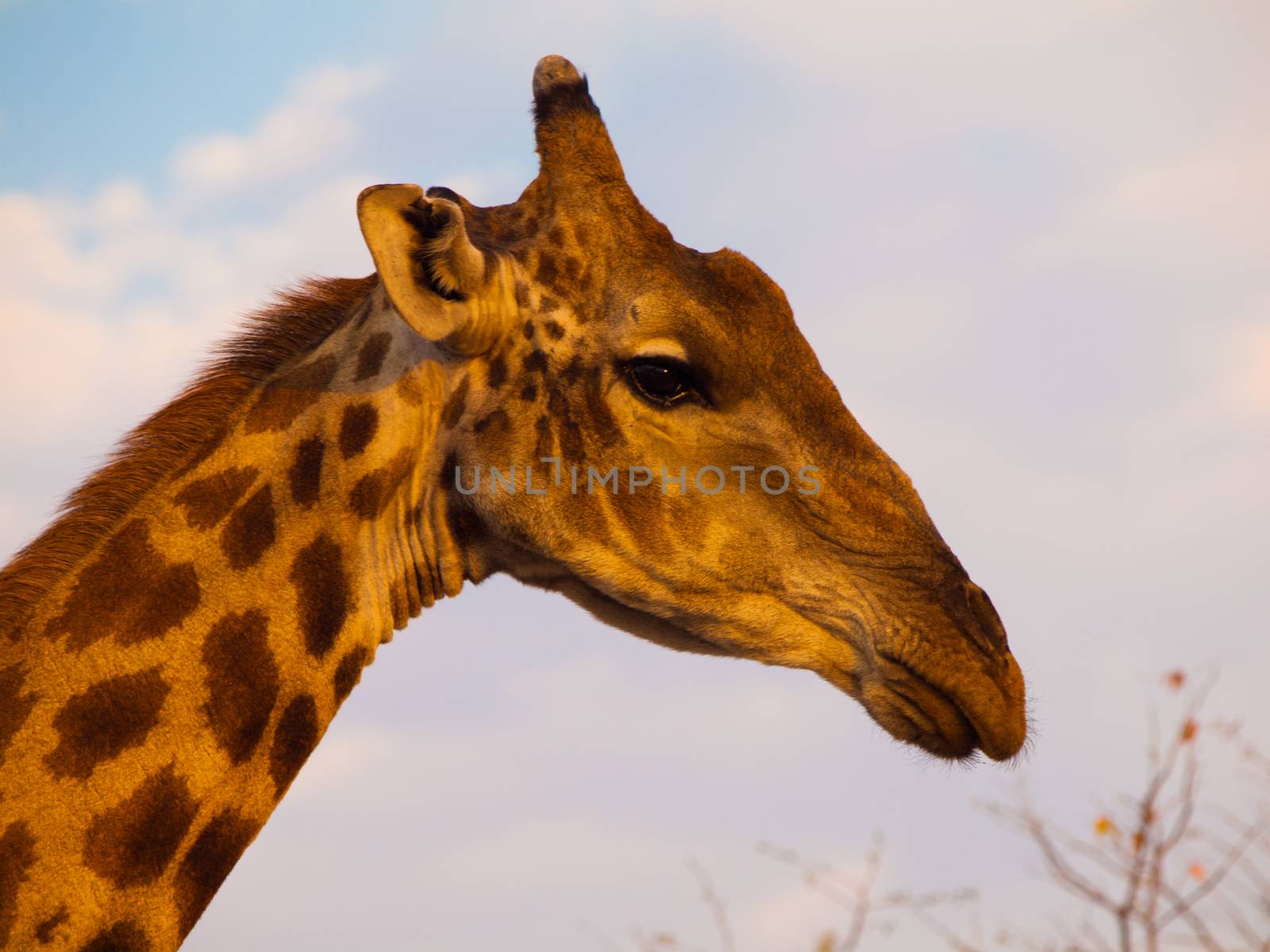 Giraffe portrait on safari wild drive