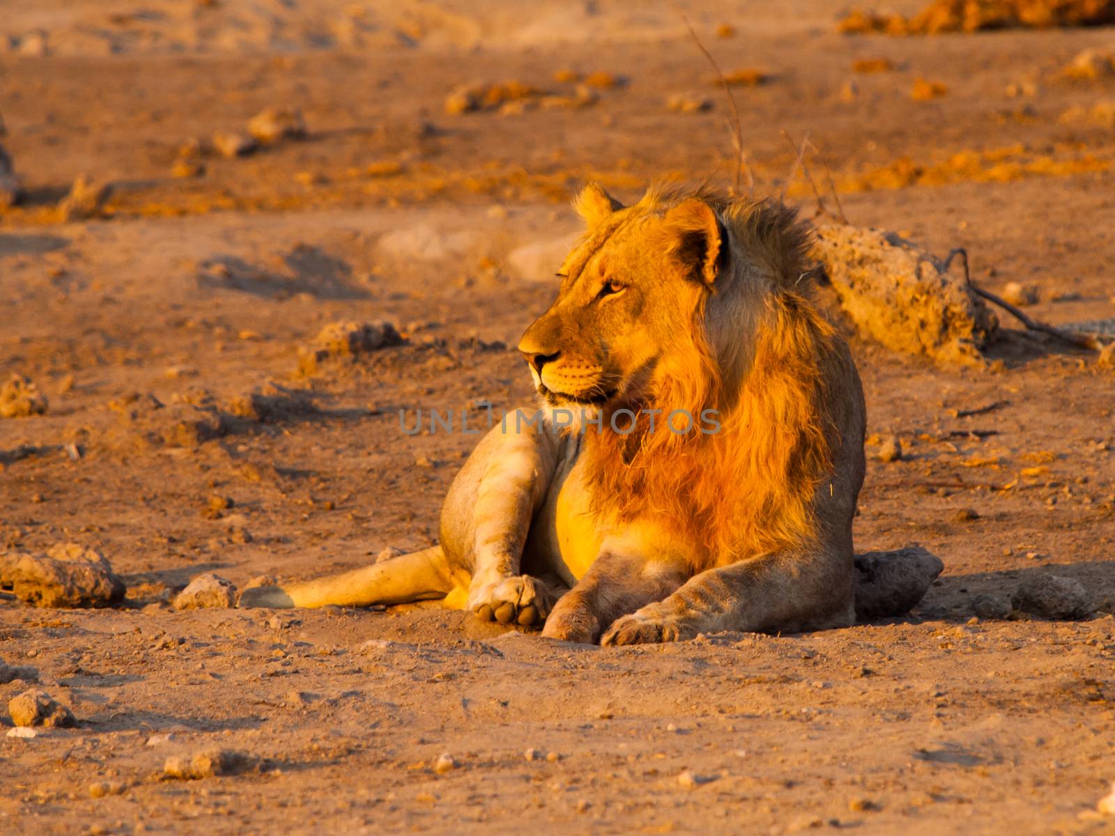 Young male lion having a rest in the evening