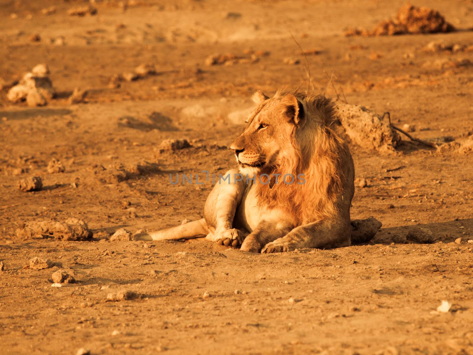 Young male lion having a rest in the evening