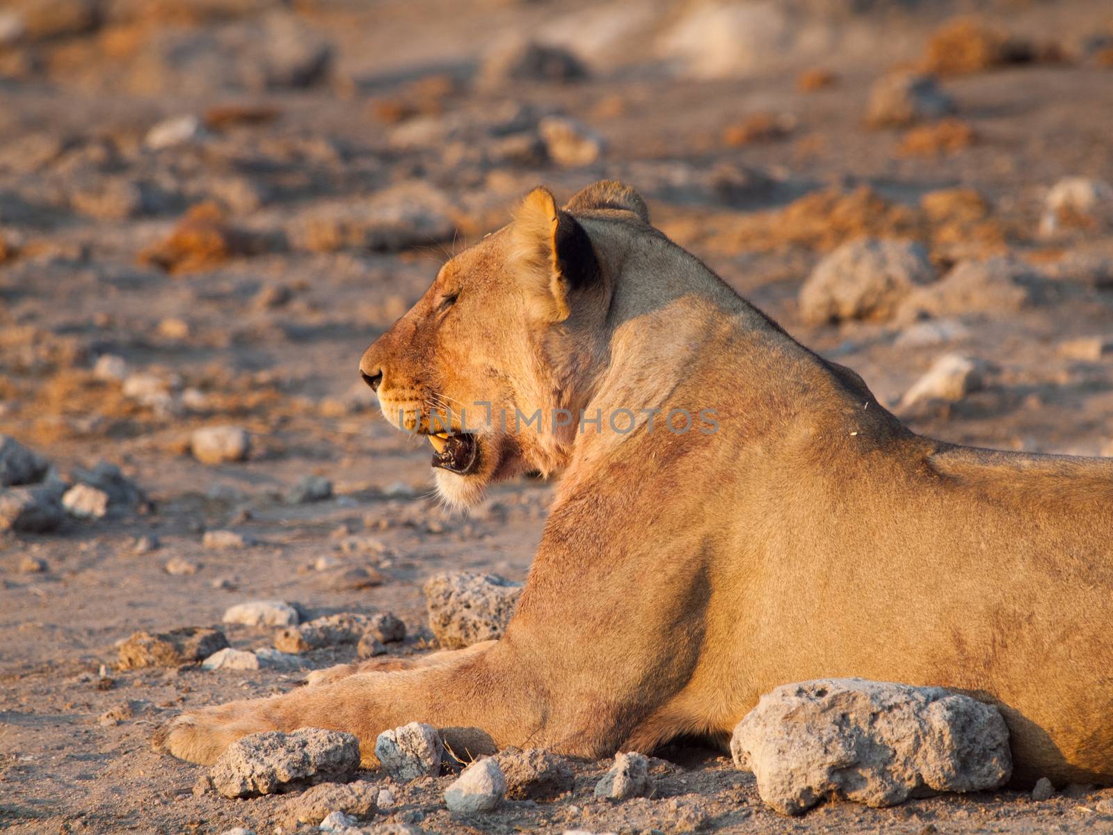 Lion having a rest Lion profile by pyty